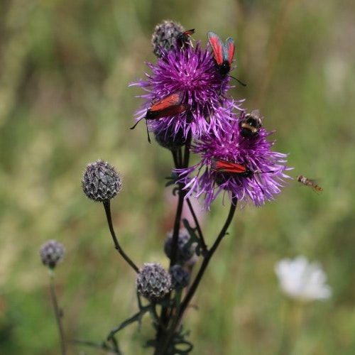 Én kvadratmeter ad gangen: Hvorfor det nytter